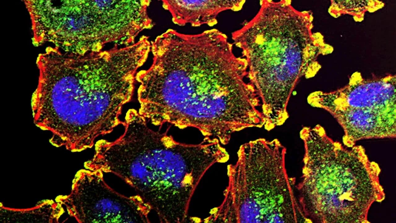 Metabolic Health: The System You Don't Notice Until It Fails
